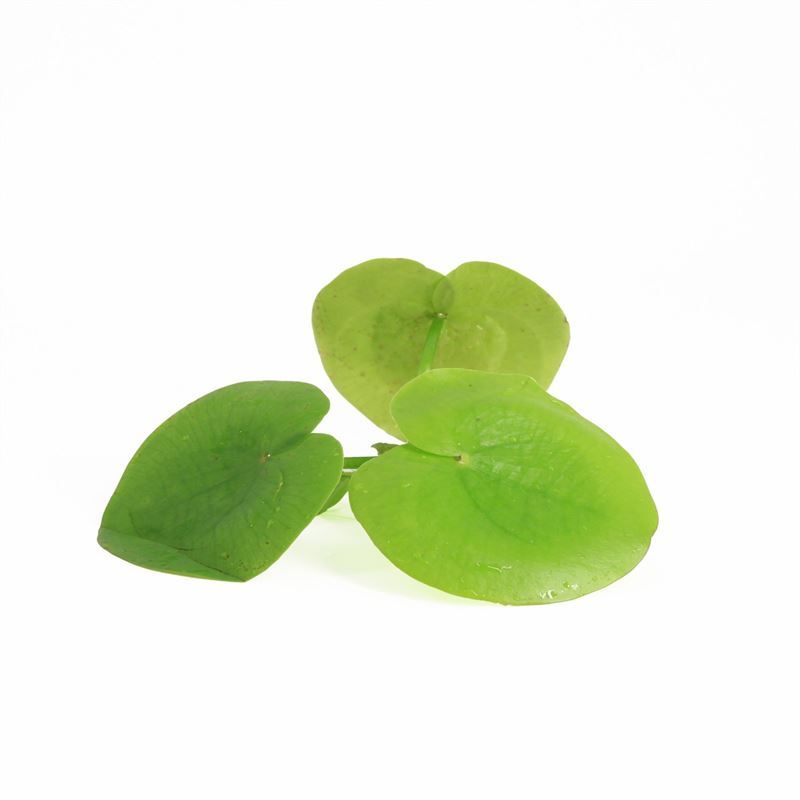 Limnobium laevigatum los