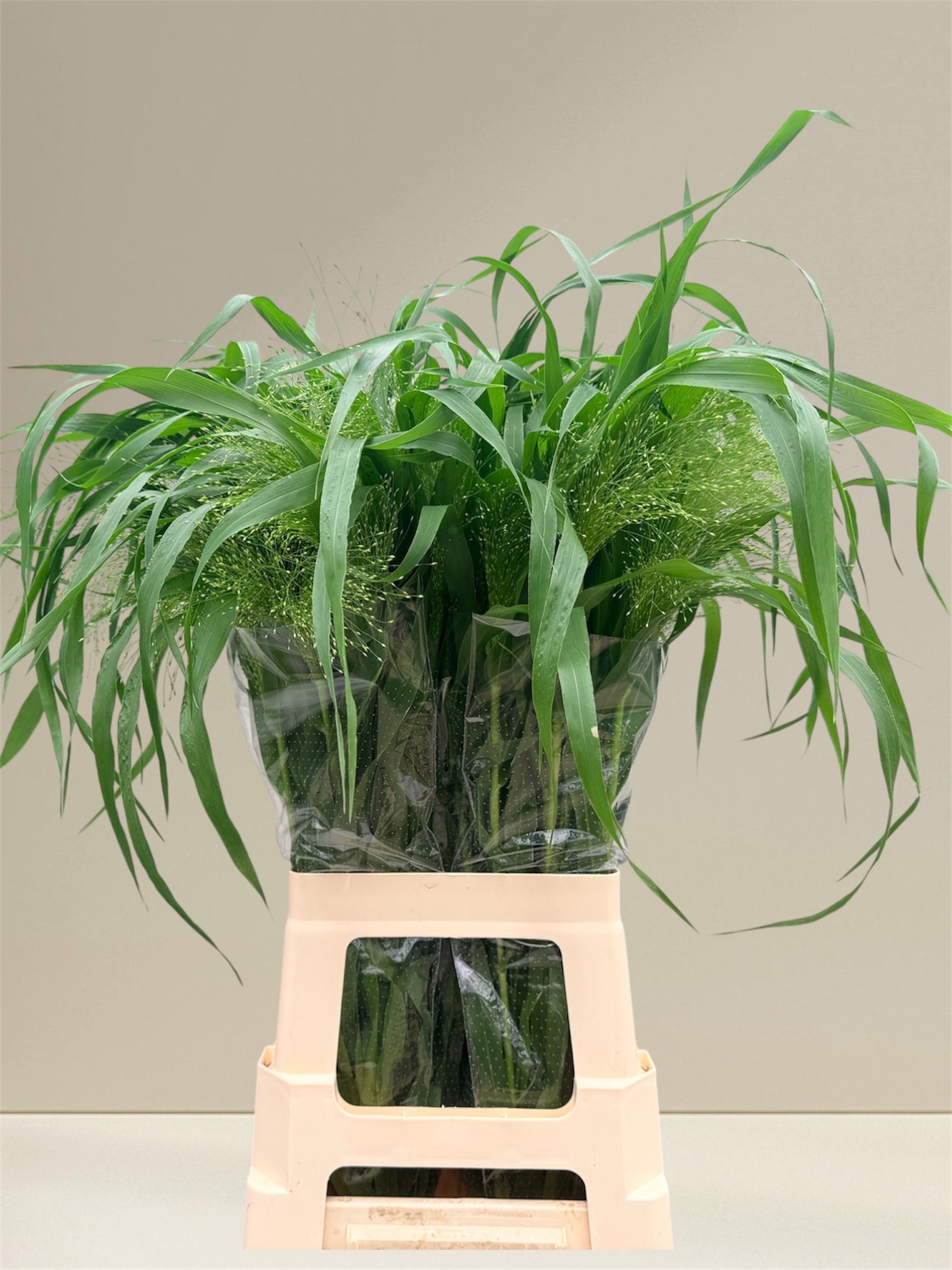 Panicum Fountain 80cm
