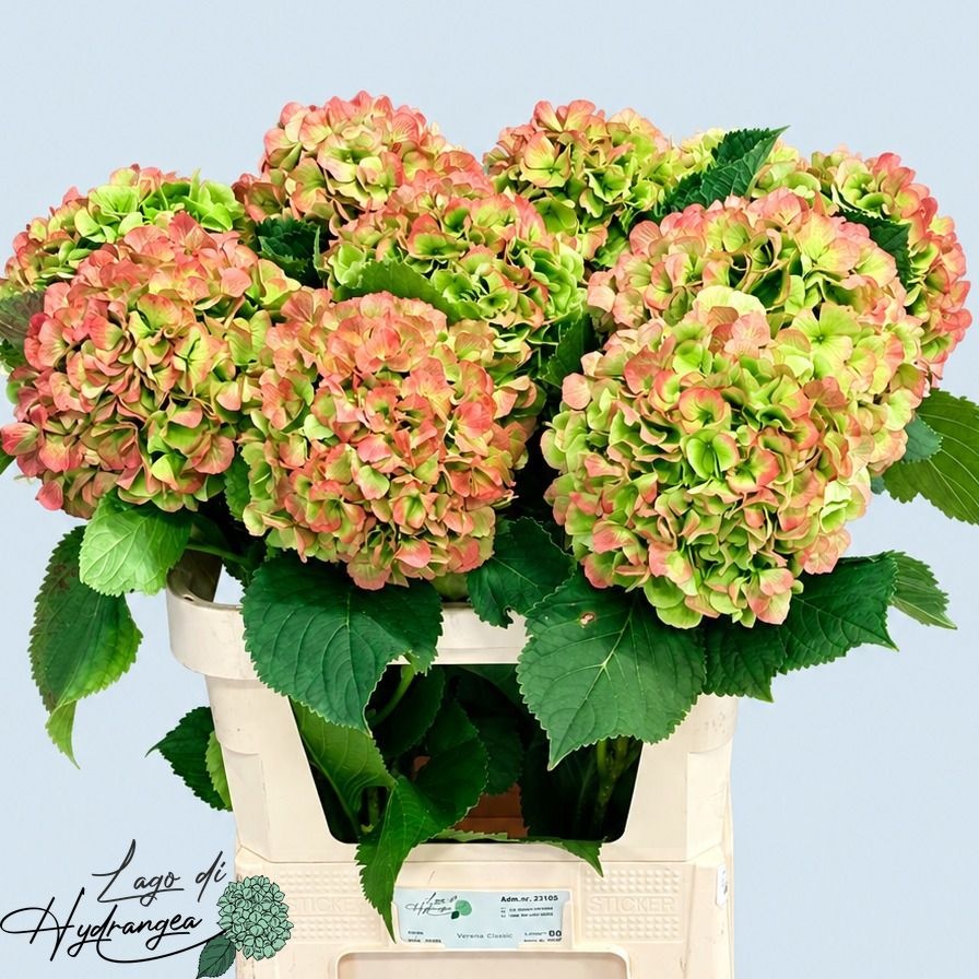 Hydrangea Verena Classic Pink 80cm 22Ø