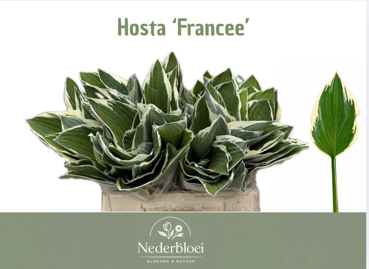 Hosta Francee
