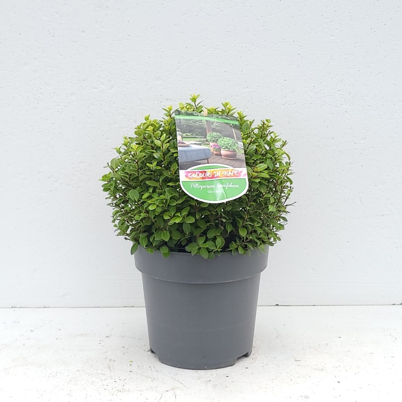 Pittosporum ten. 'Golf Ball' - 'Colours in Shape'