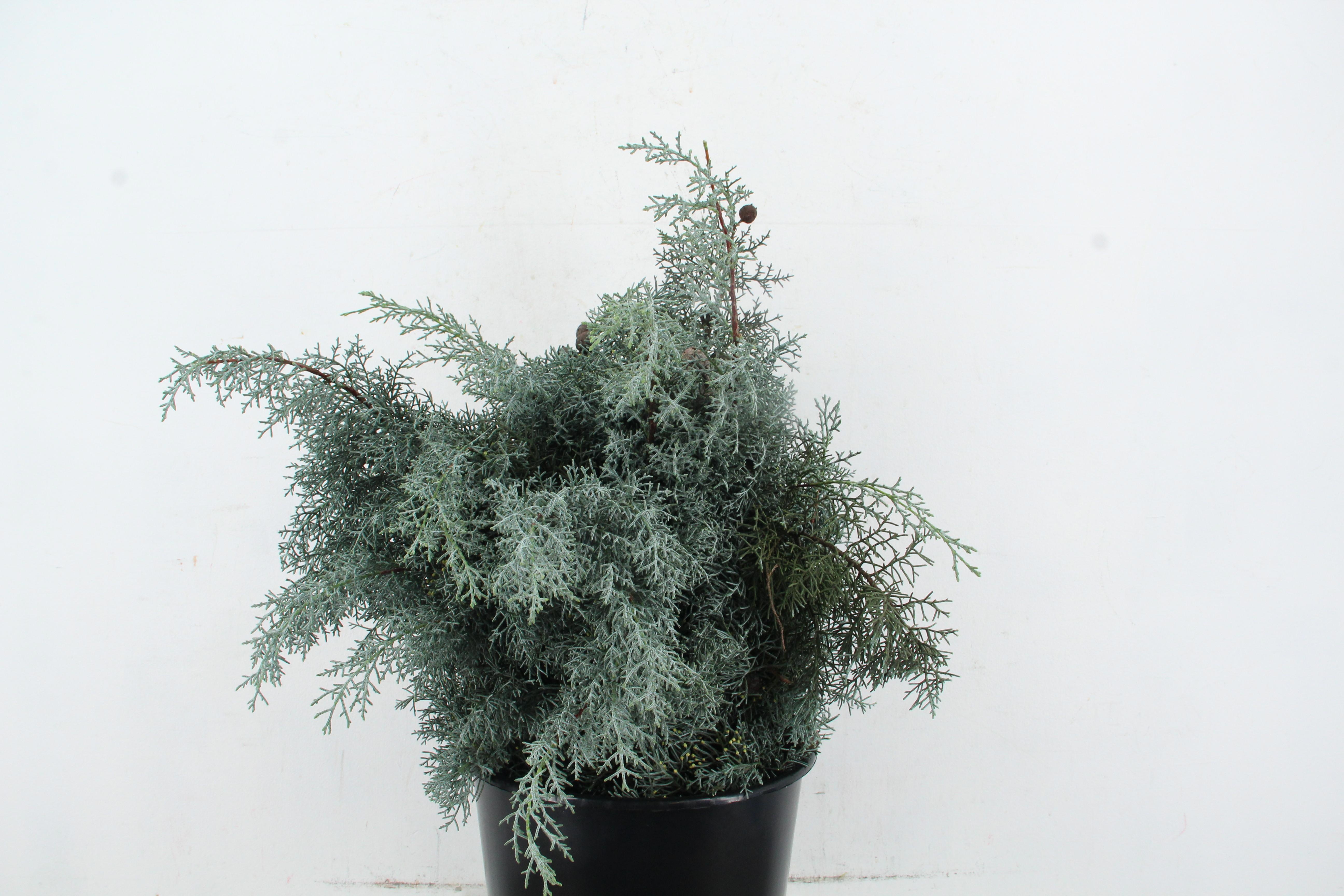Cupres Ar Glauca Bs