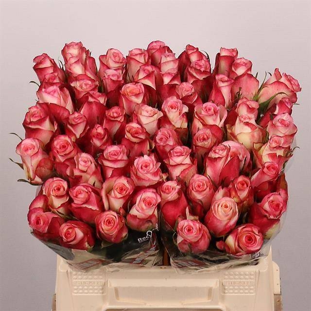 Rosa Spark Condor 40cm