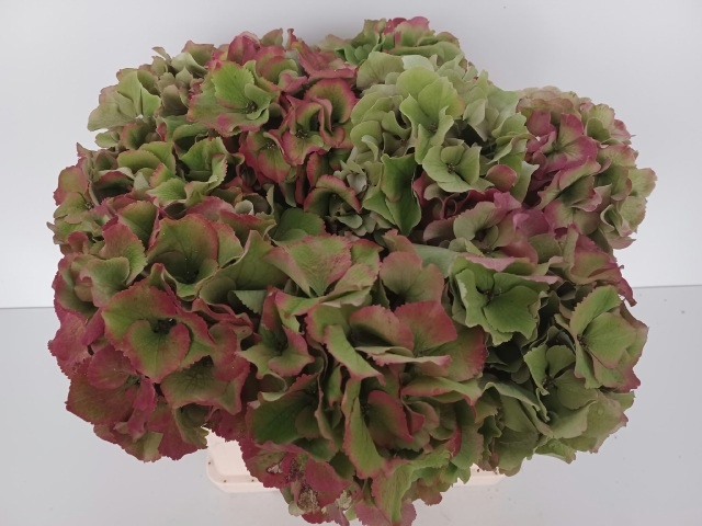 Hydrangea Royal Palace Classic 40cm 17Ø