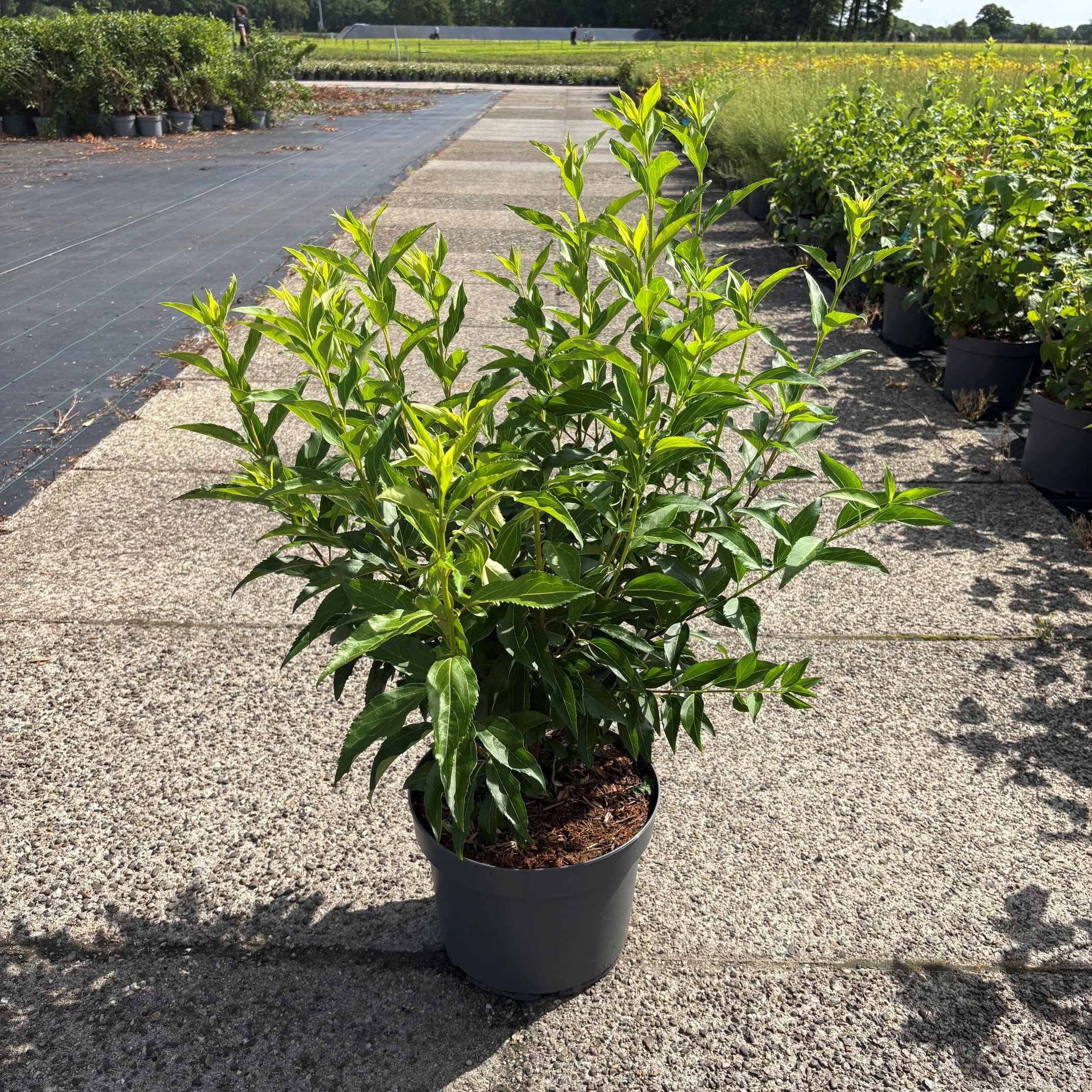 Forsythia intermedia 'Spectabilis'