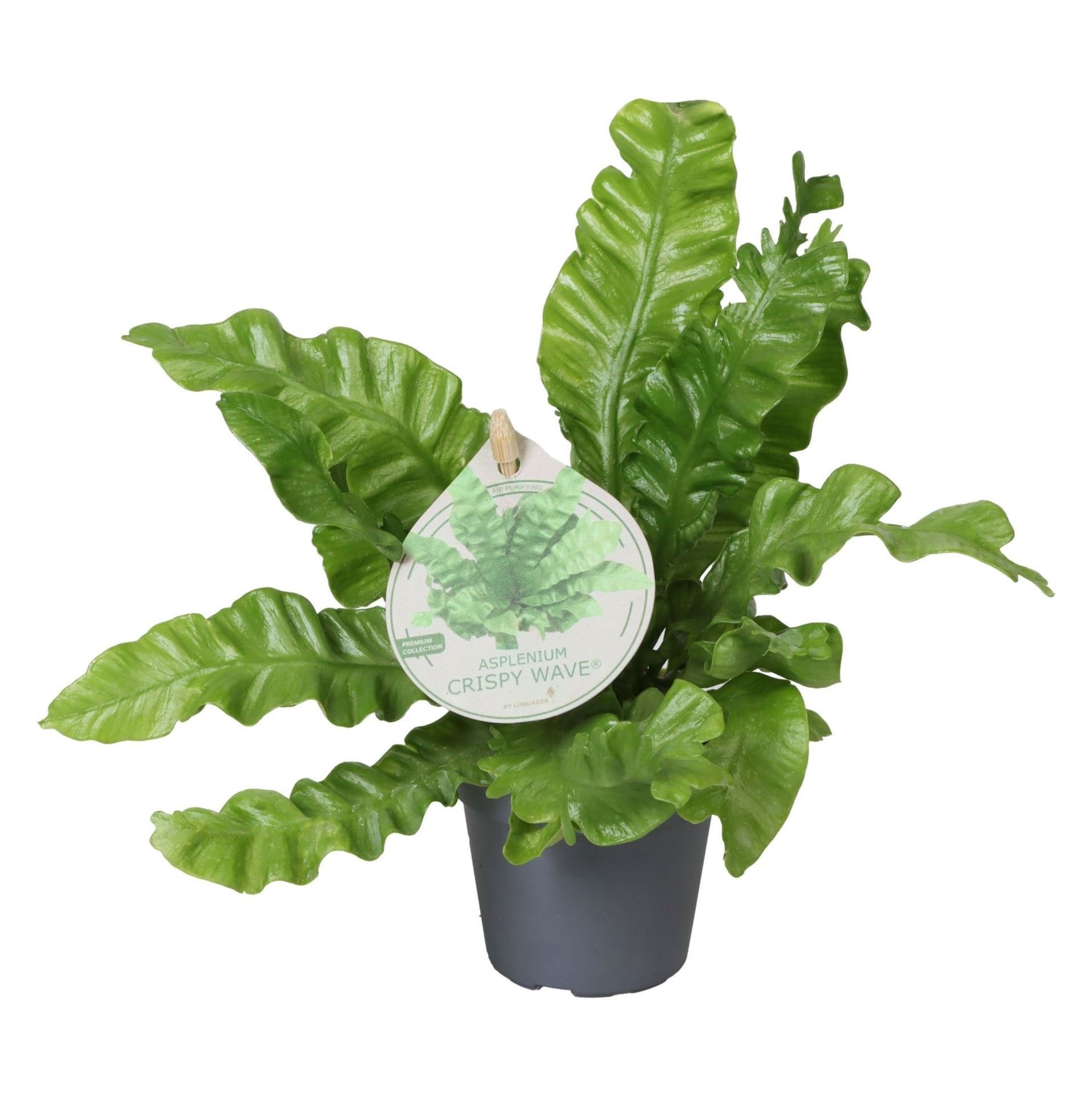 Asplenium Crispy Wave® W. Label