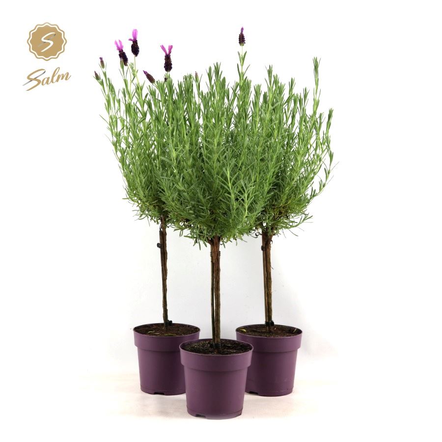 Picture of Lavandula st. 'Anouk'® Collection Stem P15