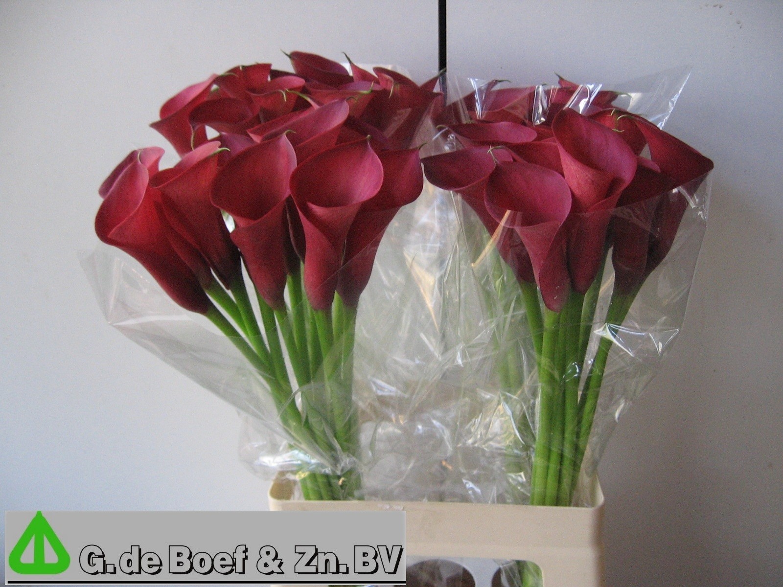 Calla Nashville 65cm