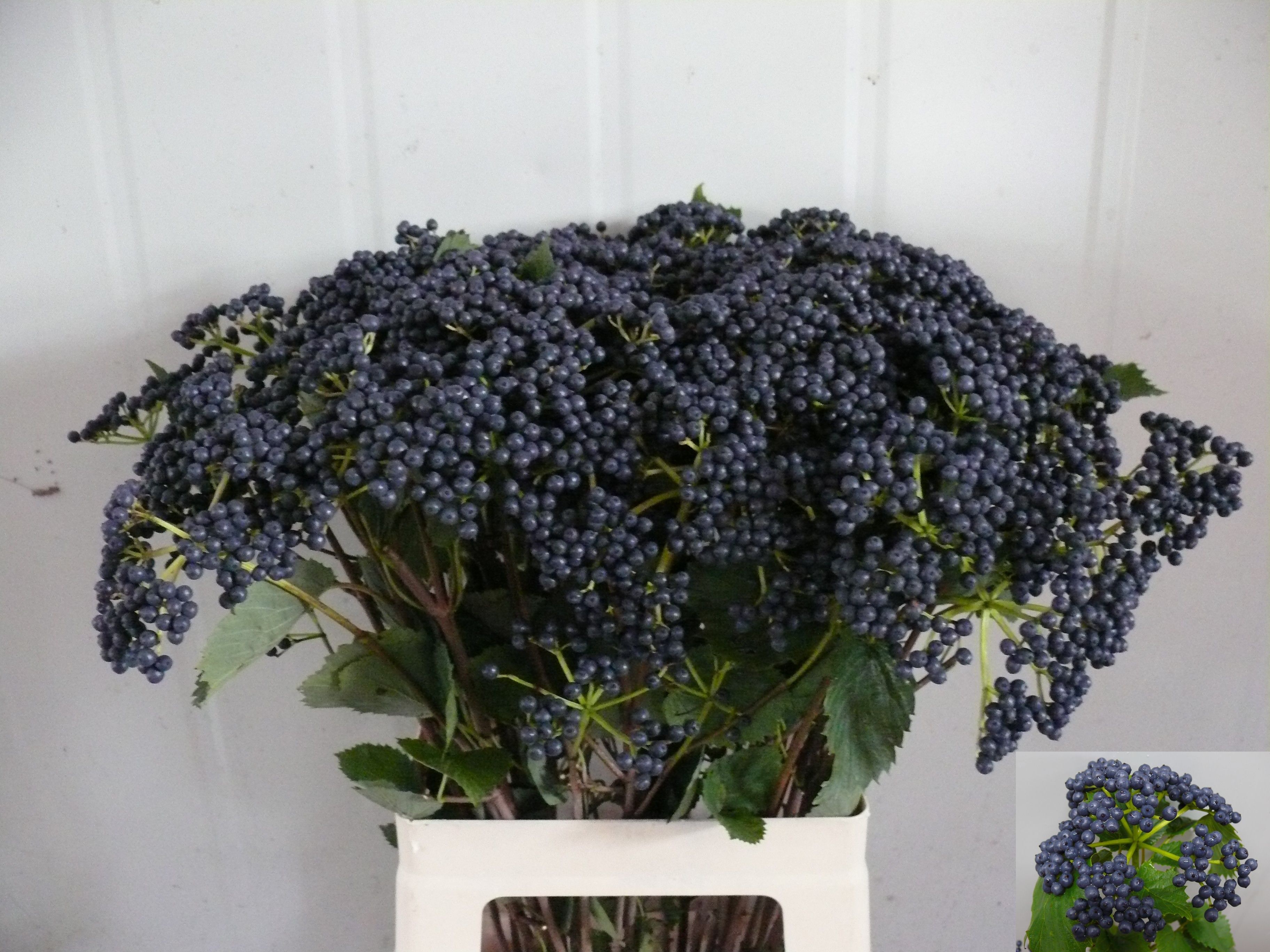 Vibur Blueberry Hill