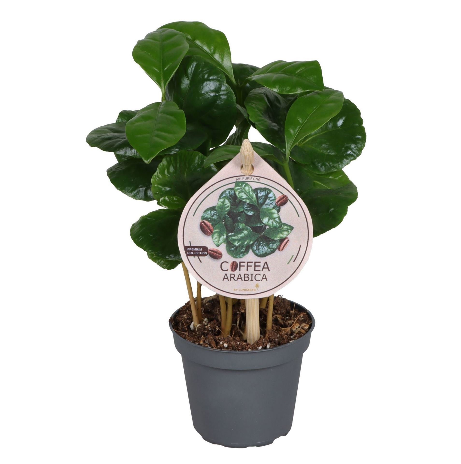 Coffea Arabica with etiquette