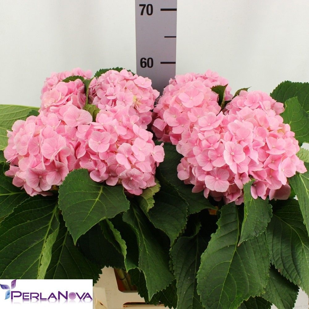 Hydrangea Verena Pink 60cm 16Ø