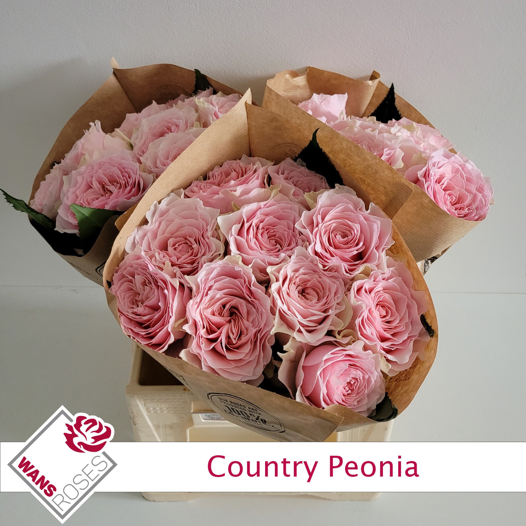 Rosa Garden Country Peonia 40cm