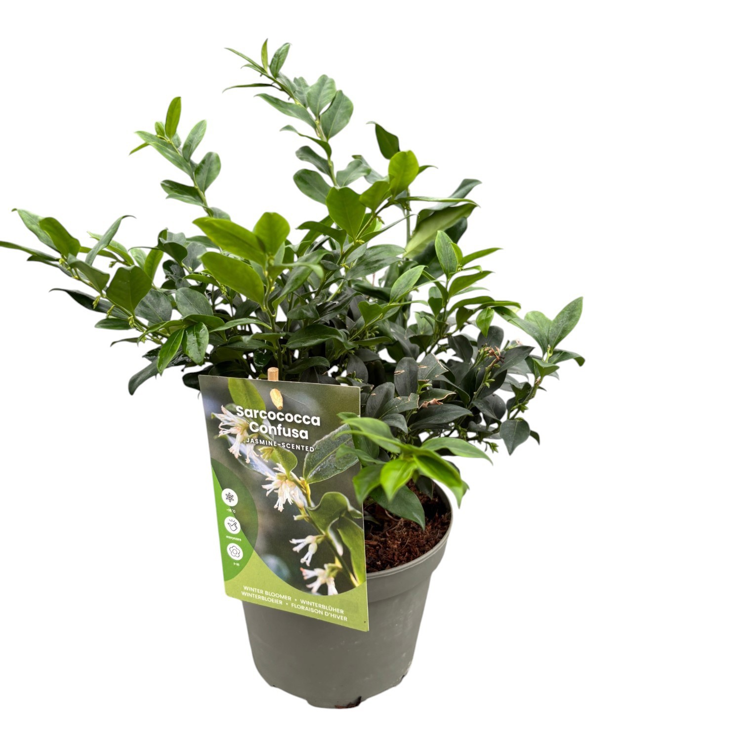 Sarcococca confusa