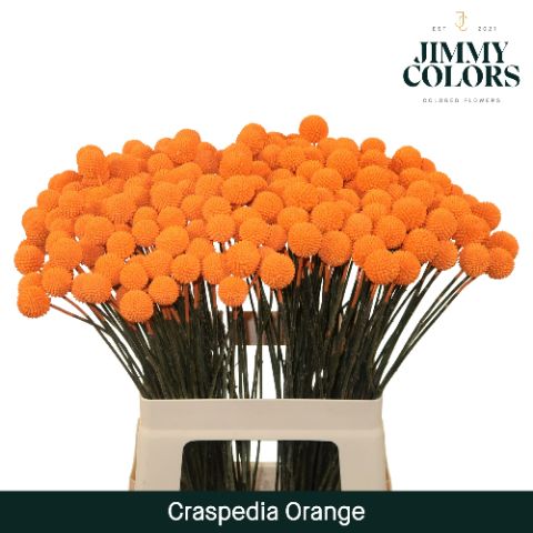 Craspedia L60 Orange