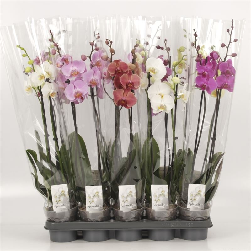 Picture of Phalaenopsis hybrid 2 spike in varieties P12 2 spikes 12+ flowers height 55 cm