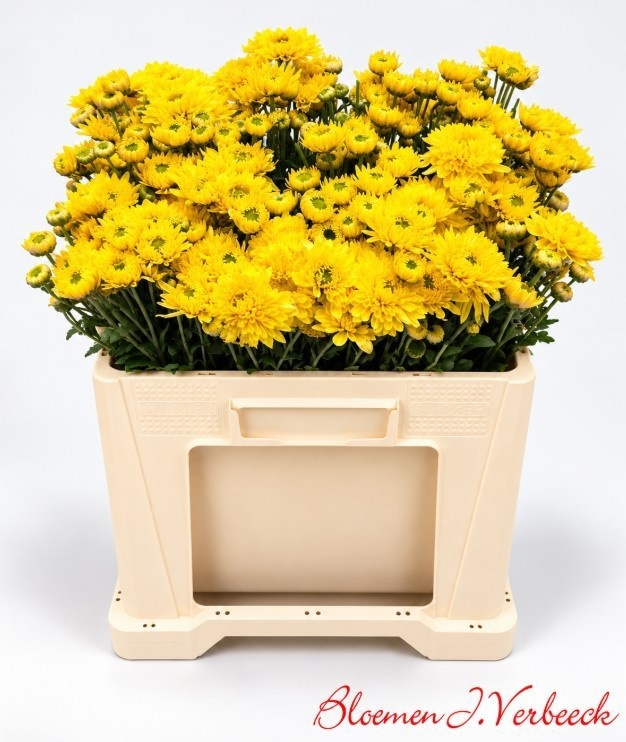 Chrys Spray Blenda Yellow 50gram