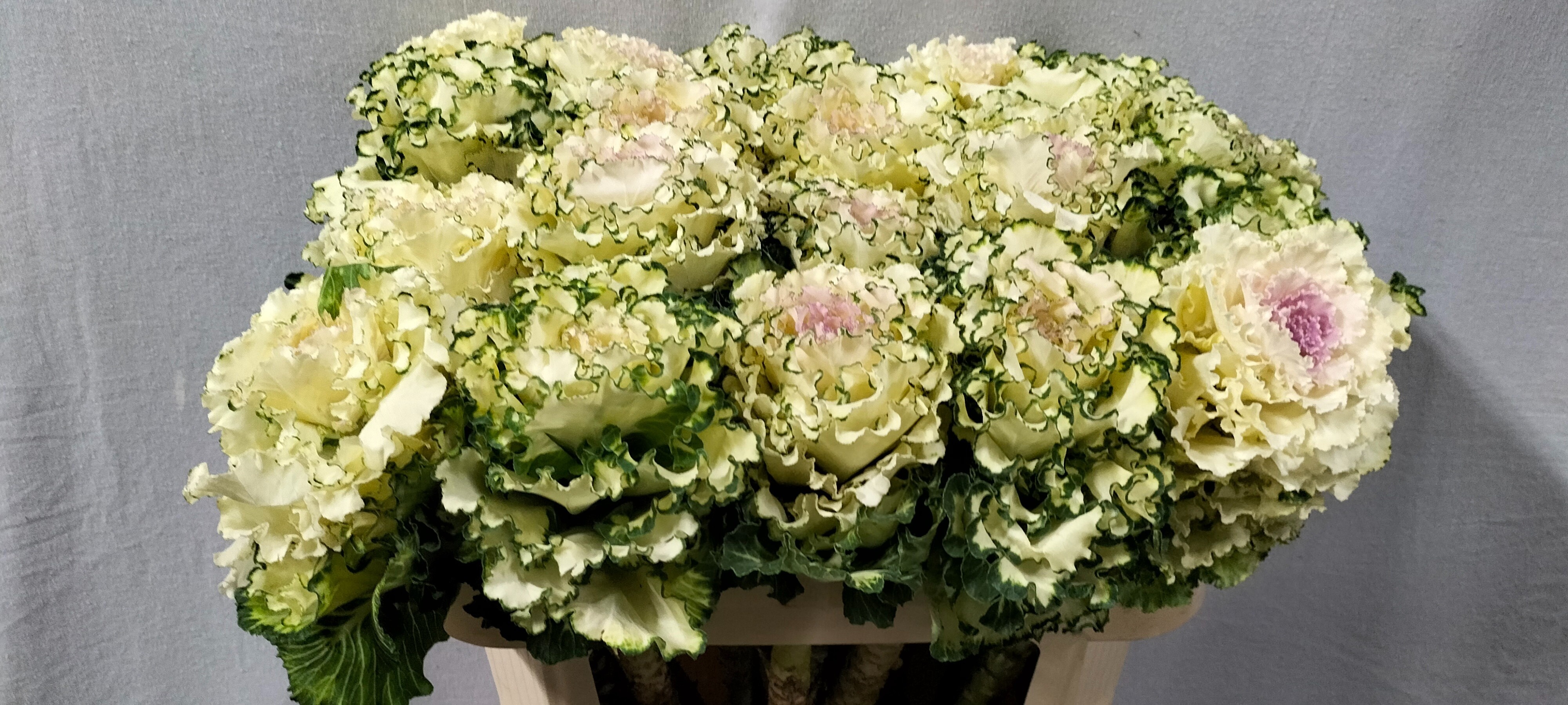 Brassica White Lady 70cm