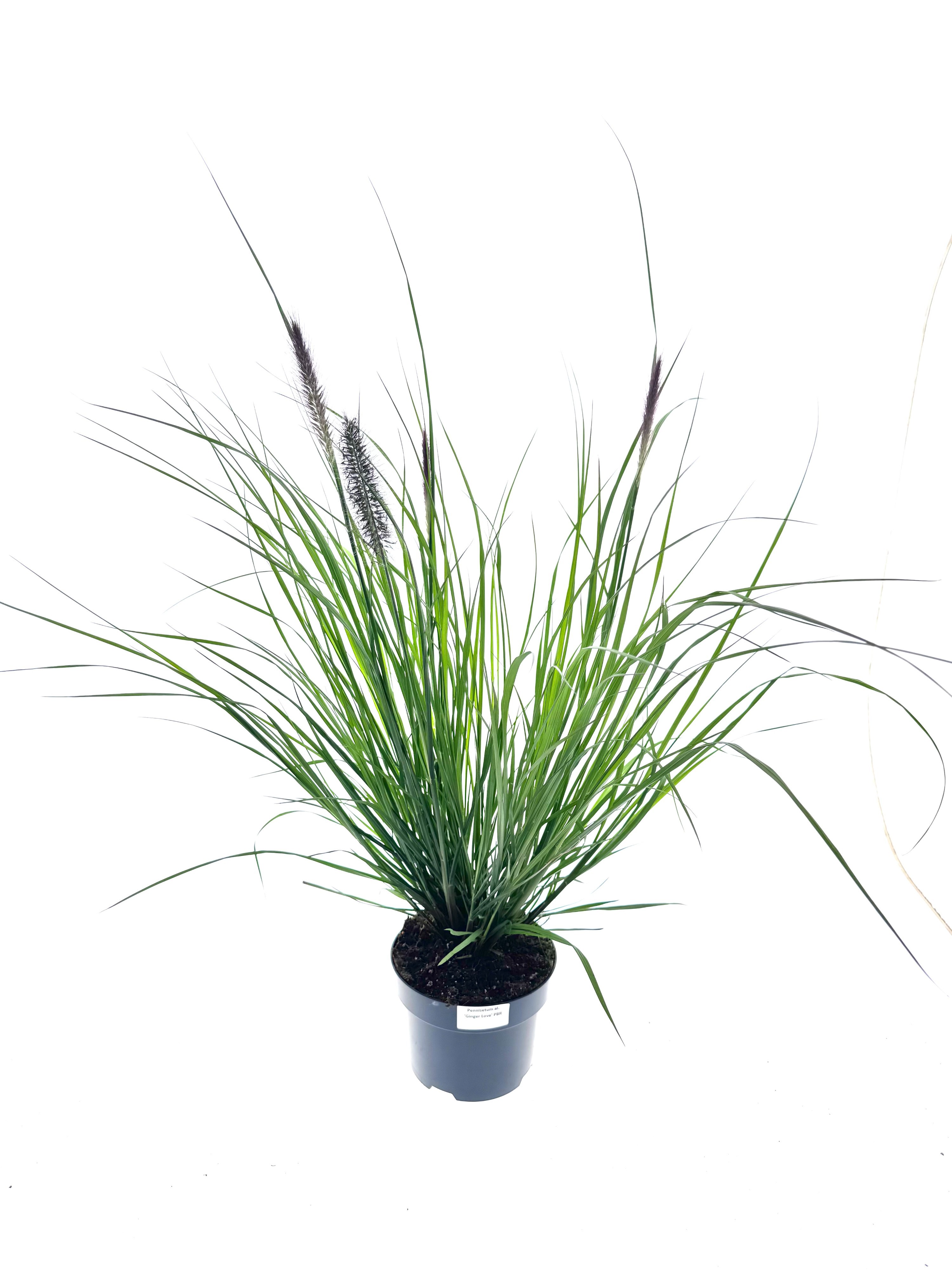 Pennisetum al. 'Ginger Love'