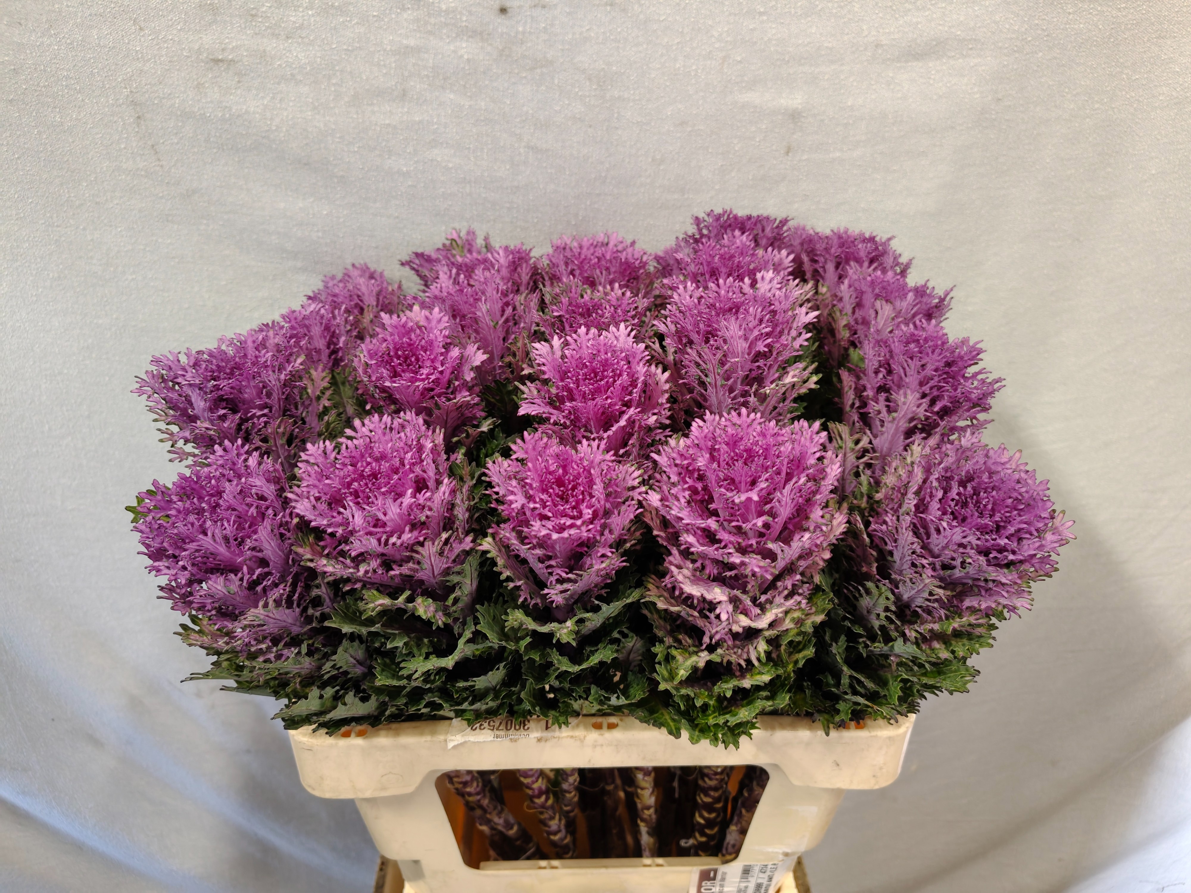 Brassica Crane Queen 60cm