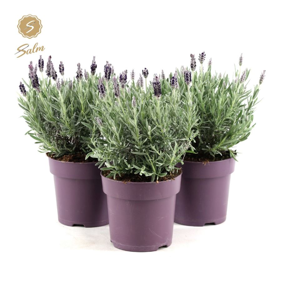 Picture of Lavandula st. 'Anouk Silver'® P15
