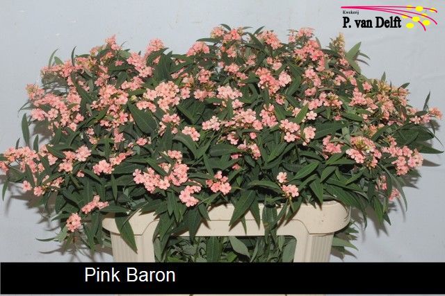 Euphorbia Spray Pink Baron 70cm
