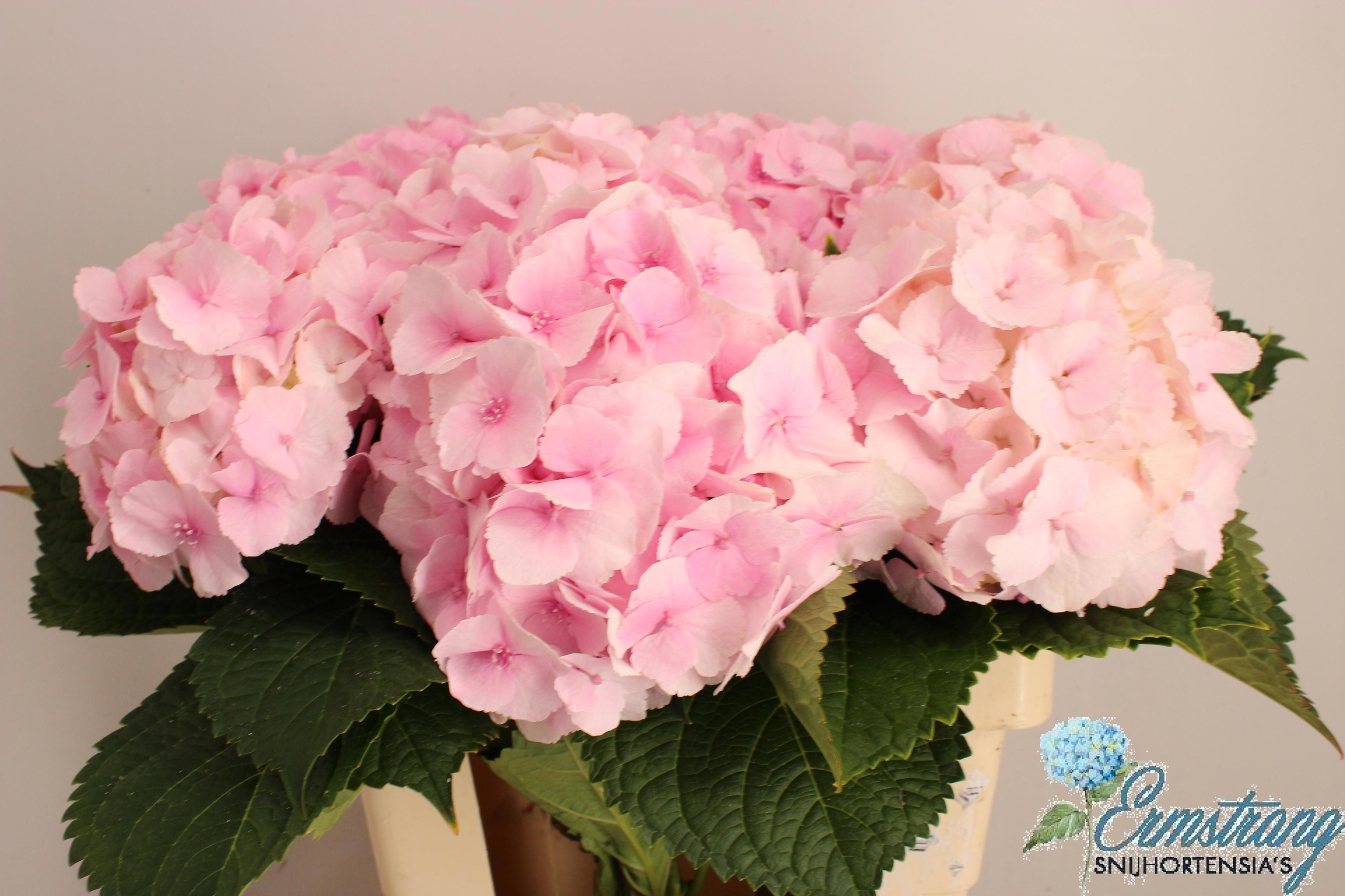 Hydrangea Royal Impress 60cm 17Ø