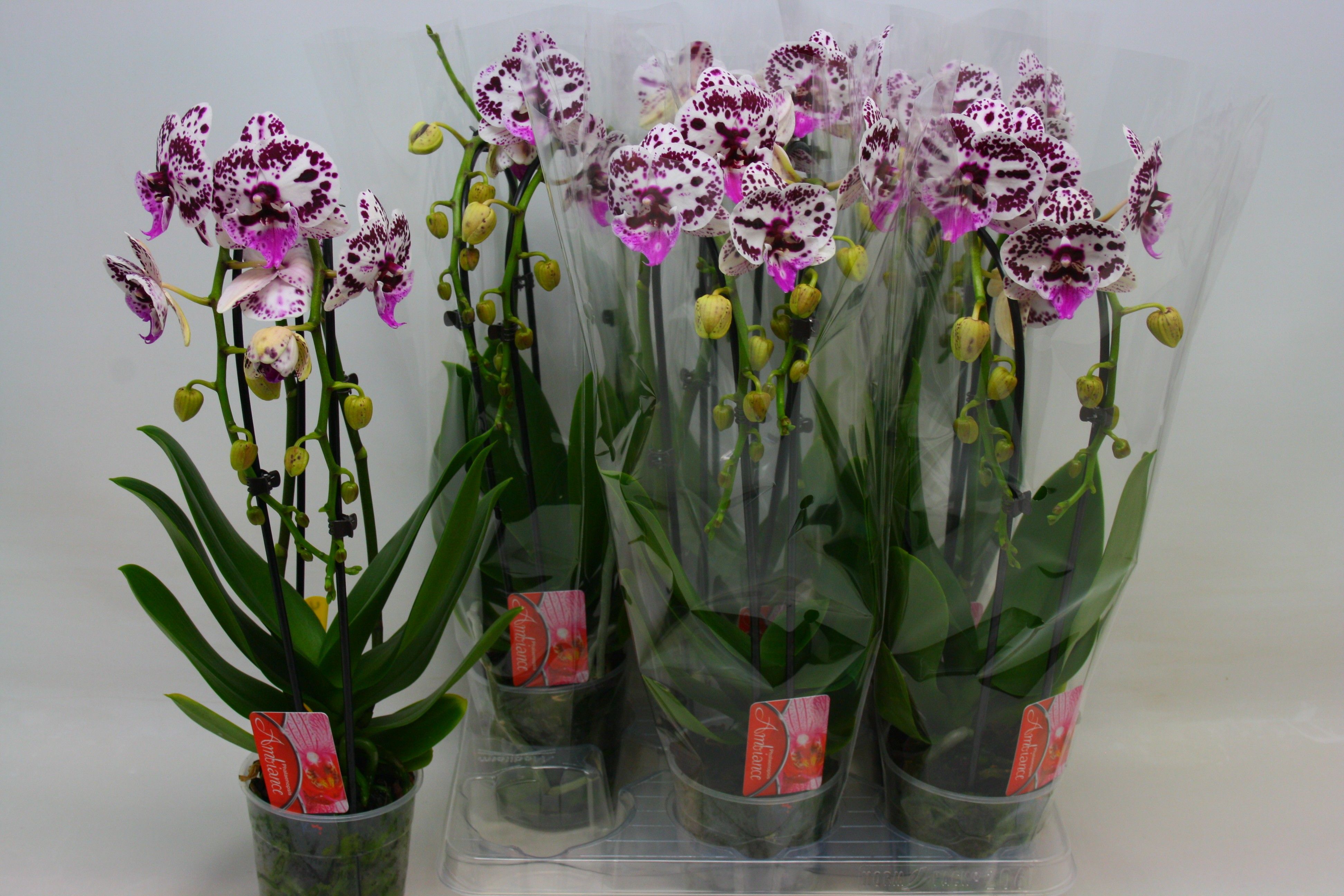 Phal El Cascade 12P 45H 2TAK 16bloem 23bloei
