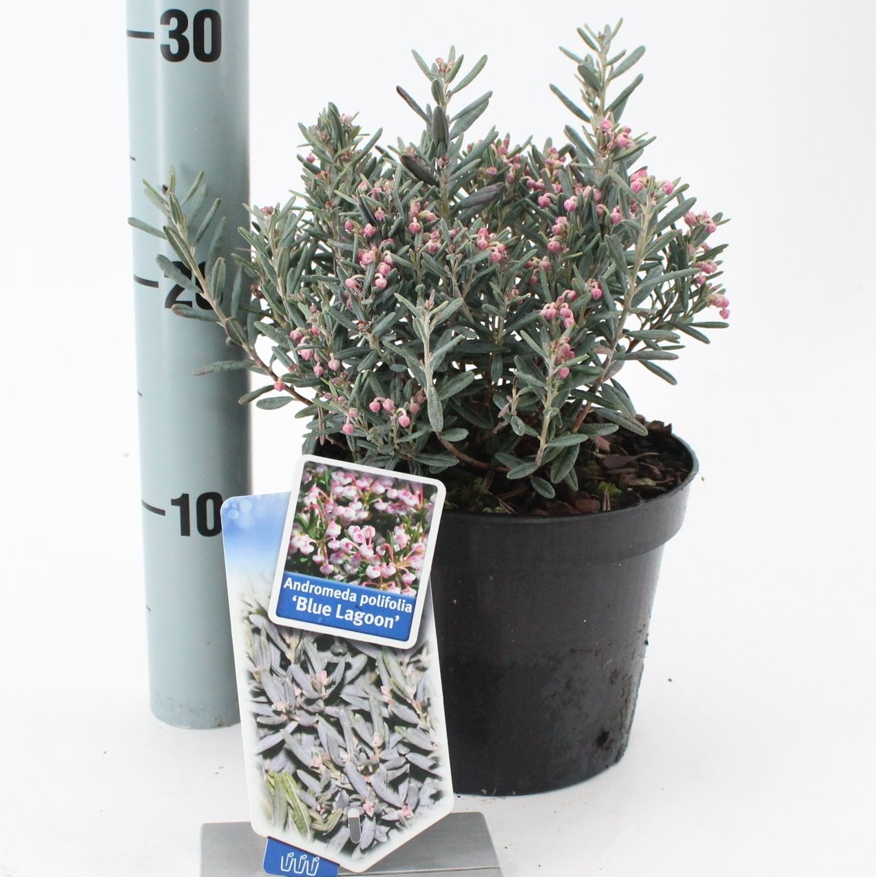 Picture of Andromeda polifolia 'Blue Lagoon'