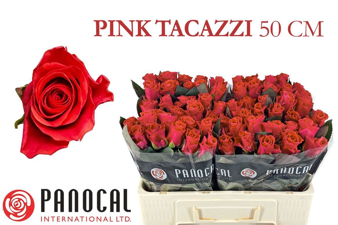 R Gr Pink Tacazzi+