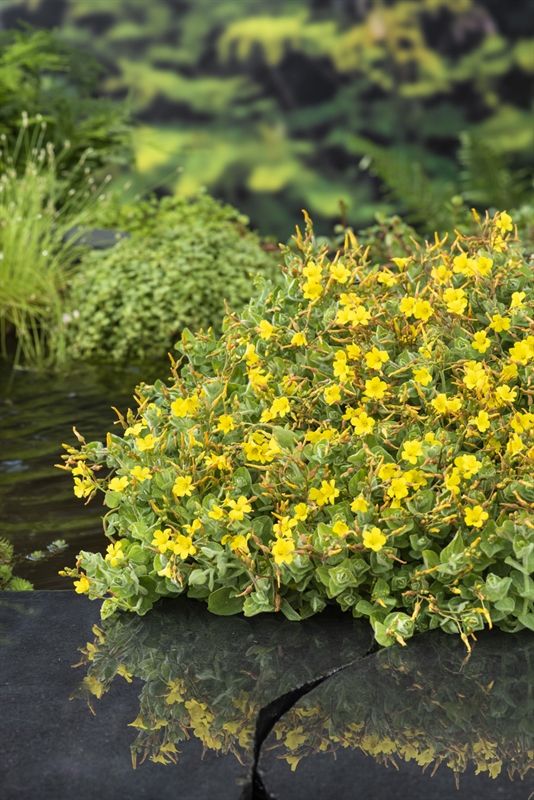 Hypericum elodes