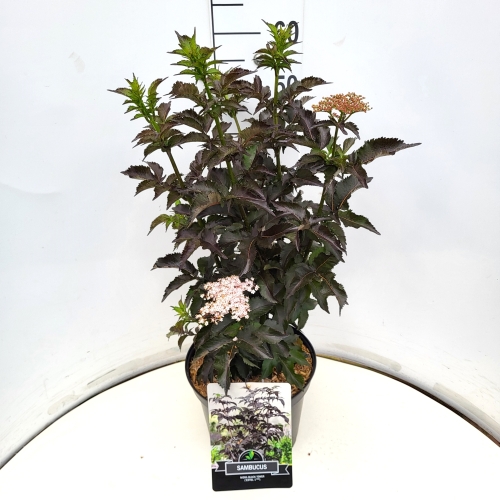 Picture of Sambucus nigra Black Tower P29 (10 Ltr) 40/60CM (LOOSE)