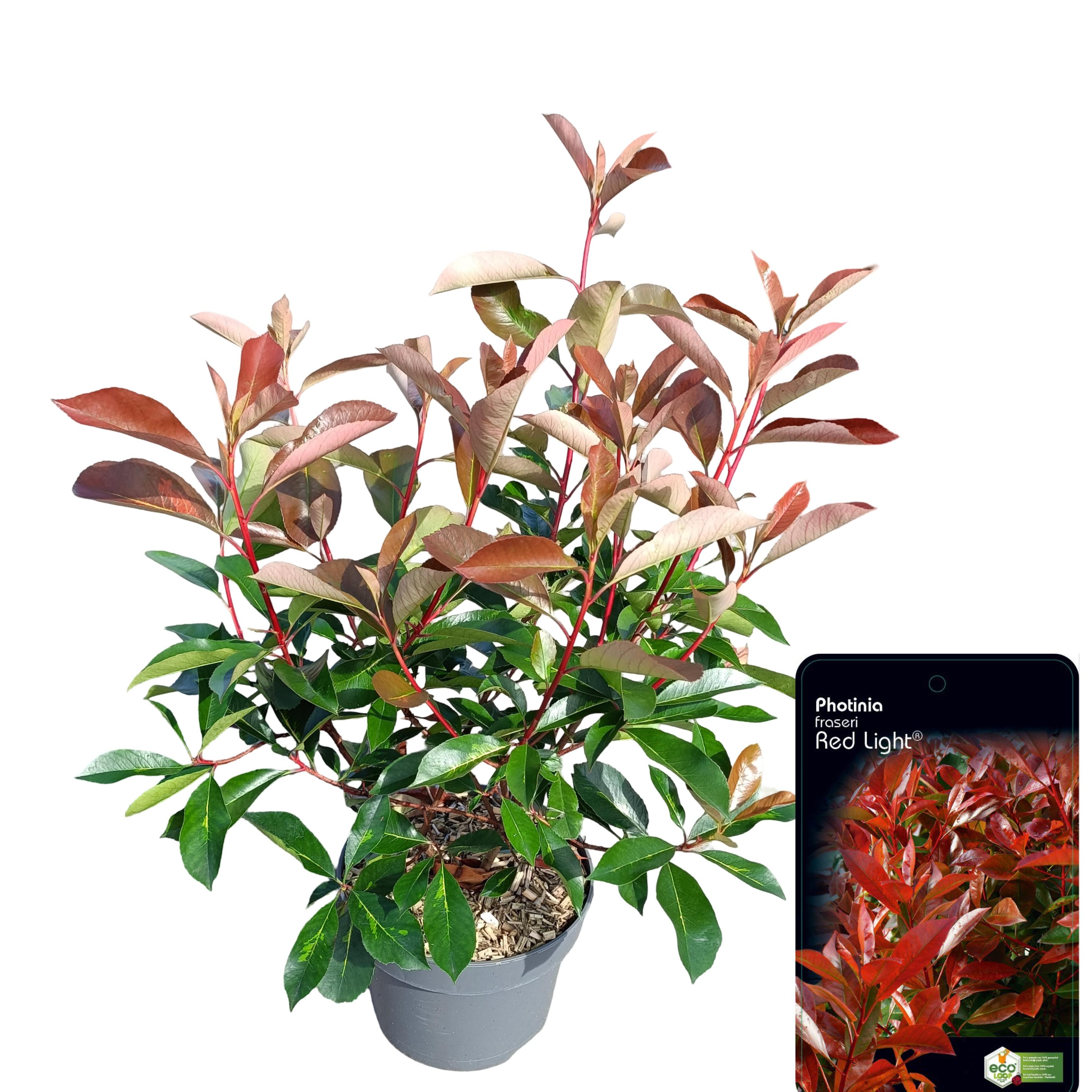 Picture of Photinia fraseri 'Red Light' C5