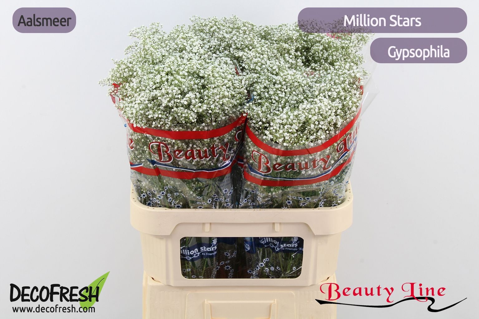 Gypsophila Million Stars 80cm 18gram