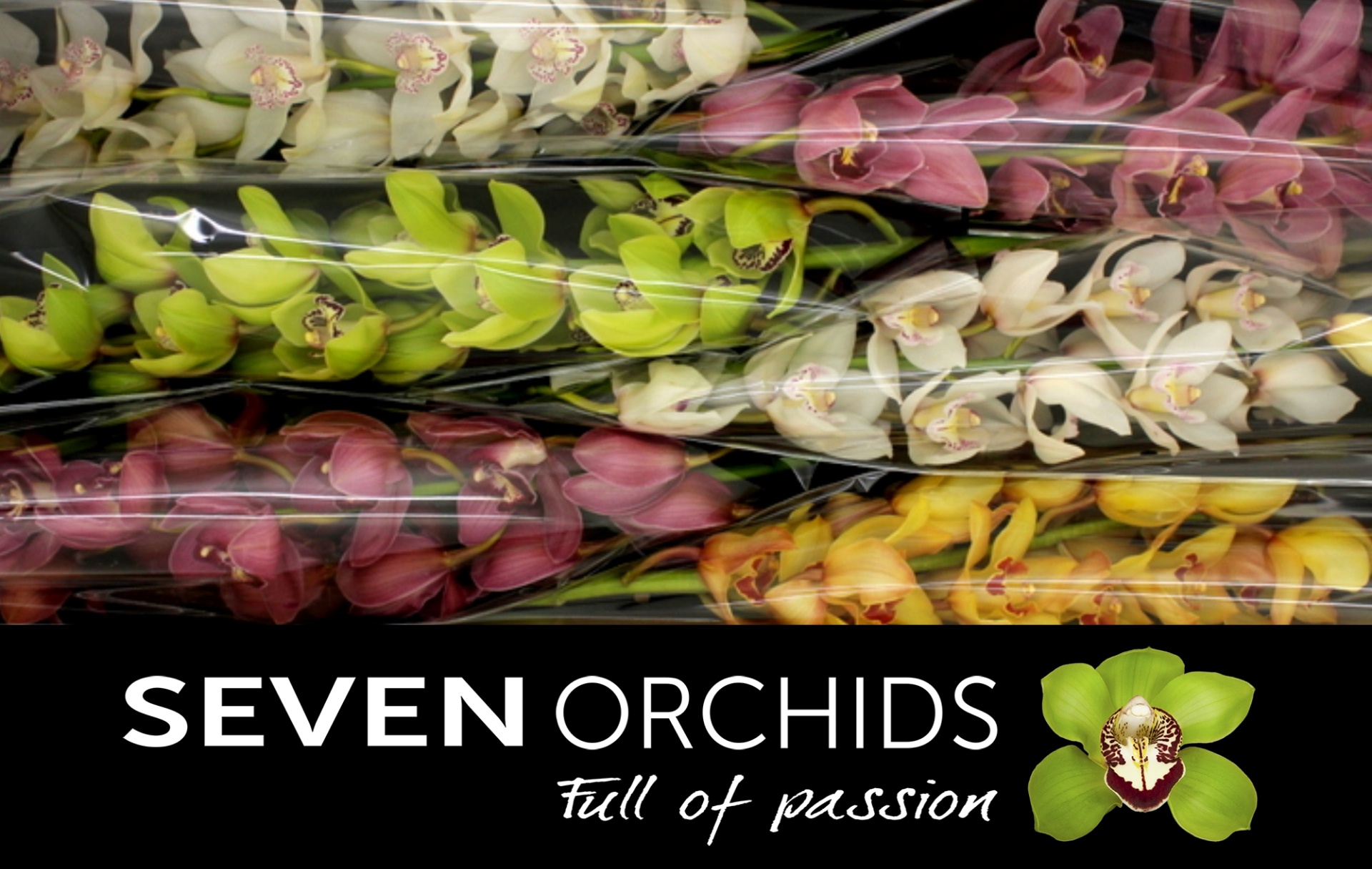Cymbidium Asst 13bl