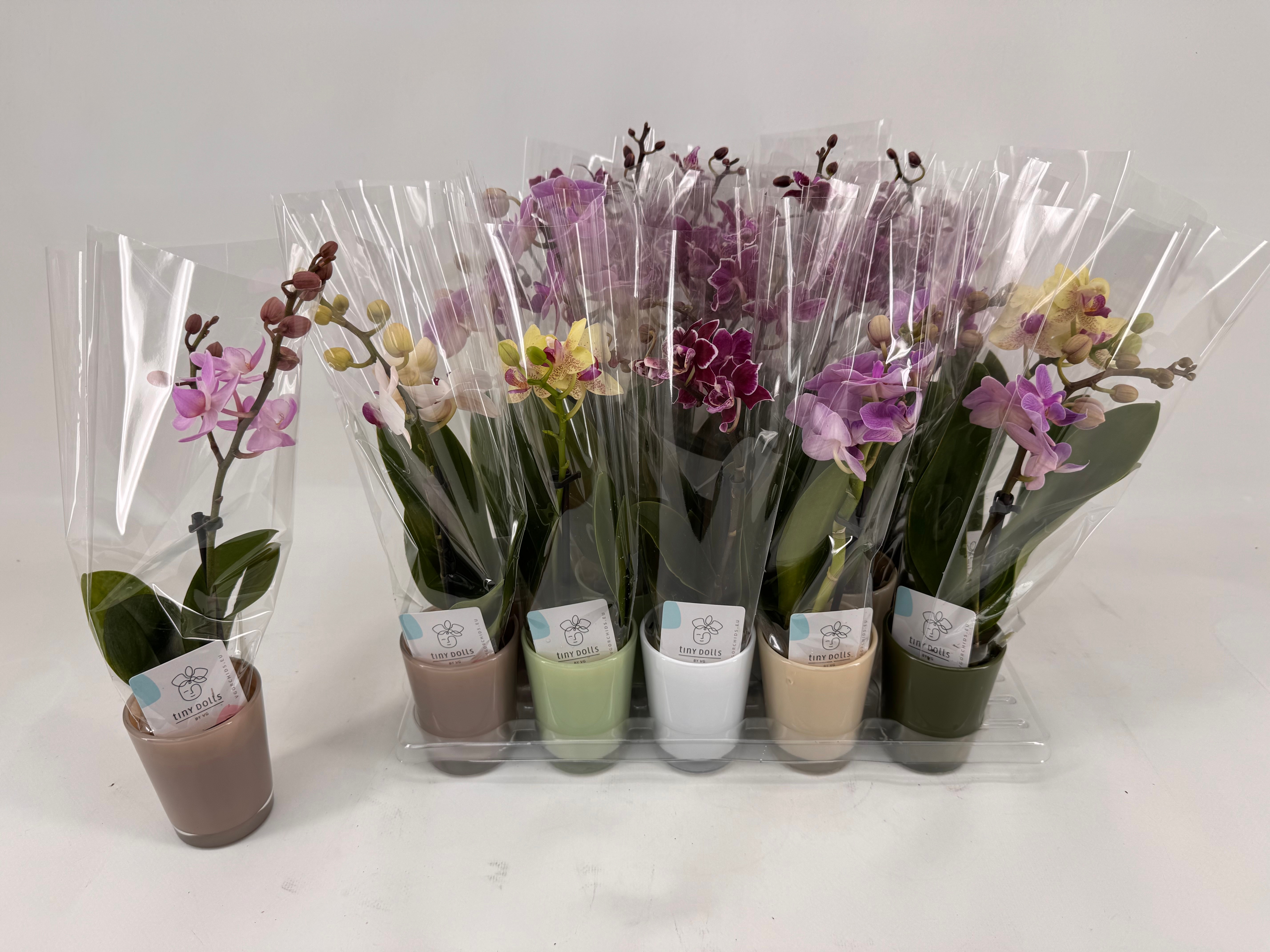 Phal Mini 6P 20H 1TAK 7bloem 23bloei