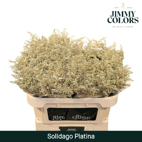 Solidago L80 Platina