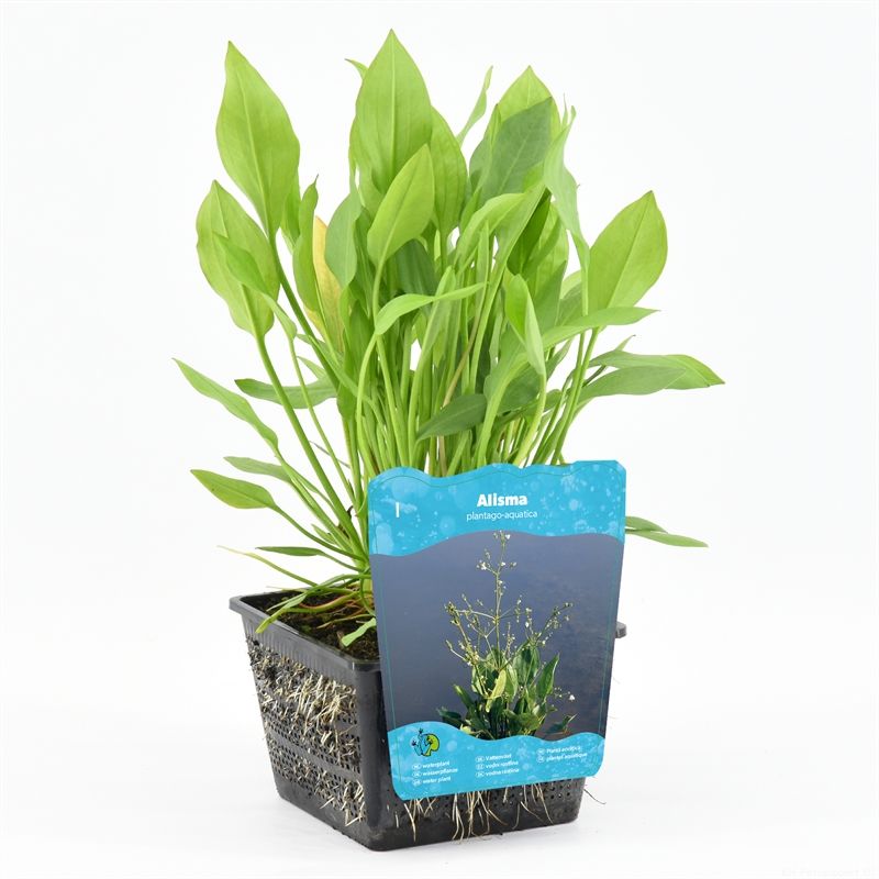 Alisma plantago-aquatica