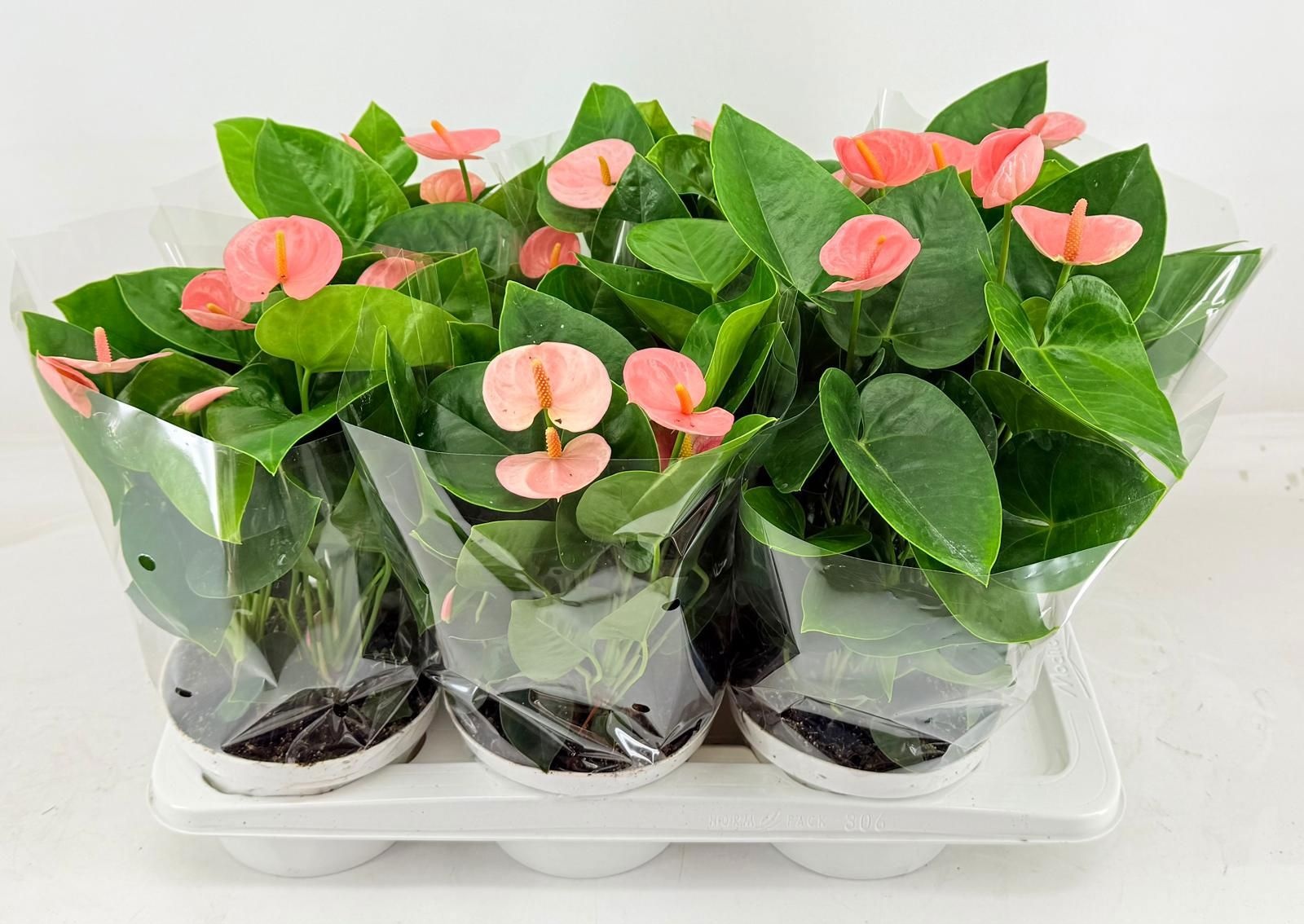 Anthurium (Andreanum) Spirit ANTHU AN SPIRIT | Gardenline