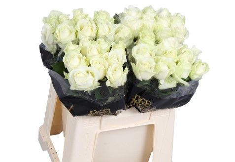 Rosa Avalanche 40cm