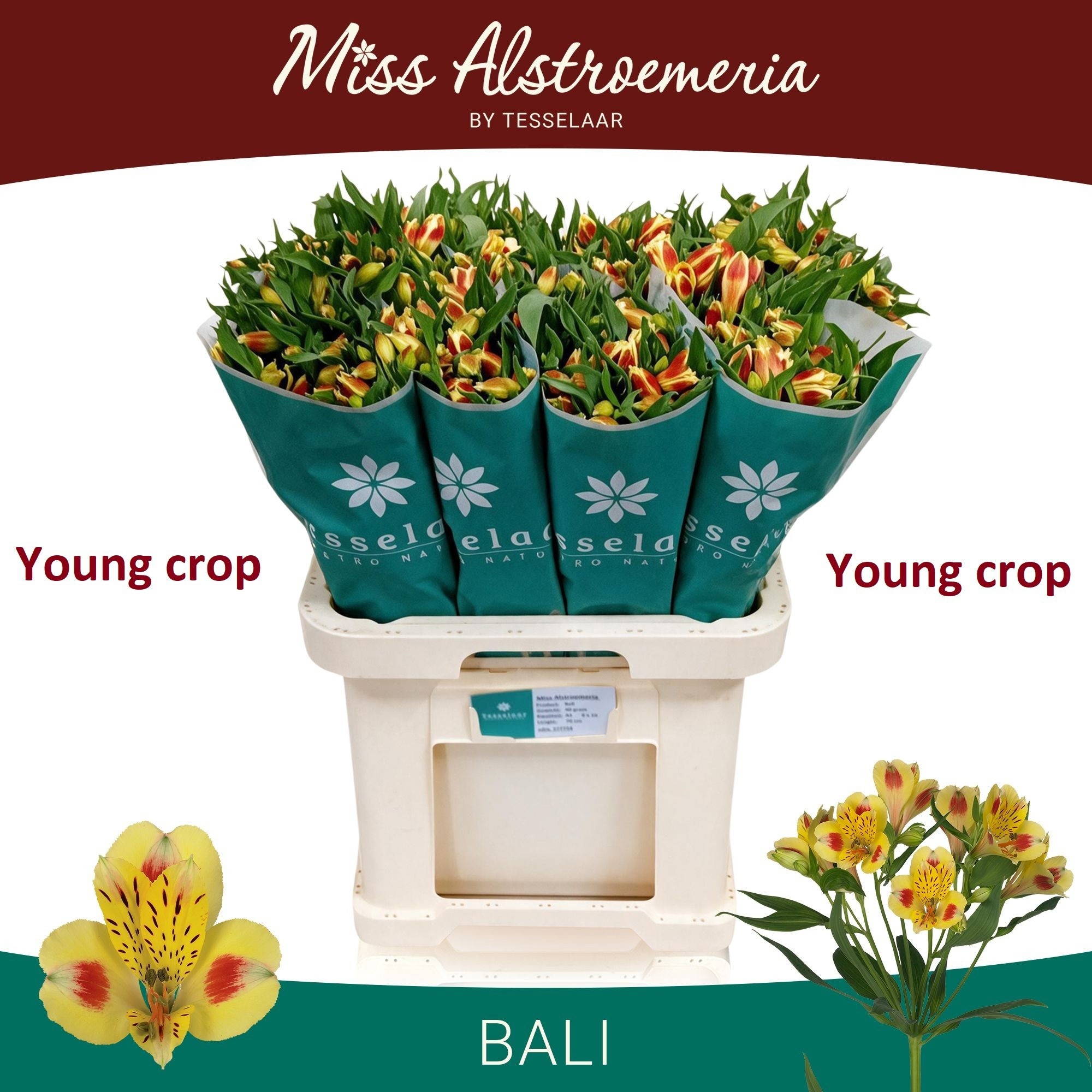 Alstr Bali
