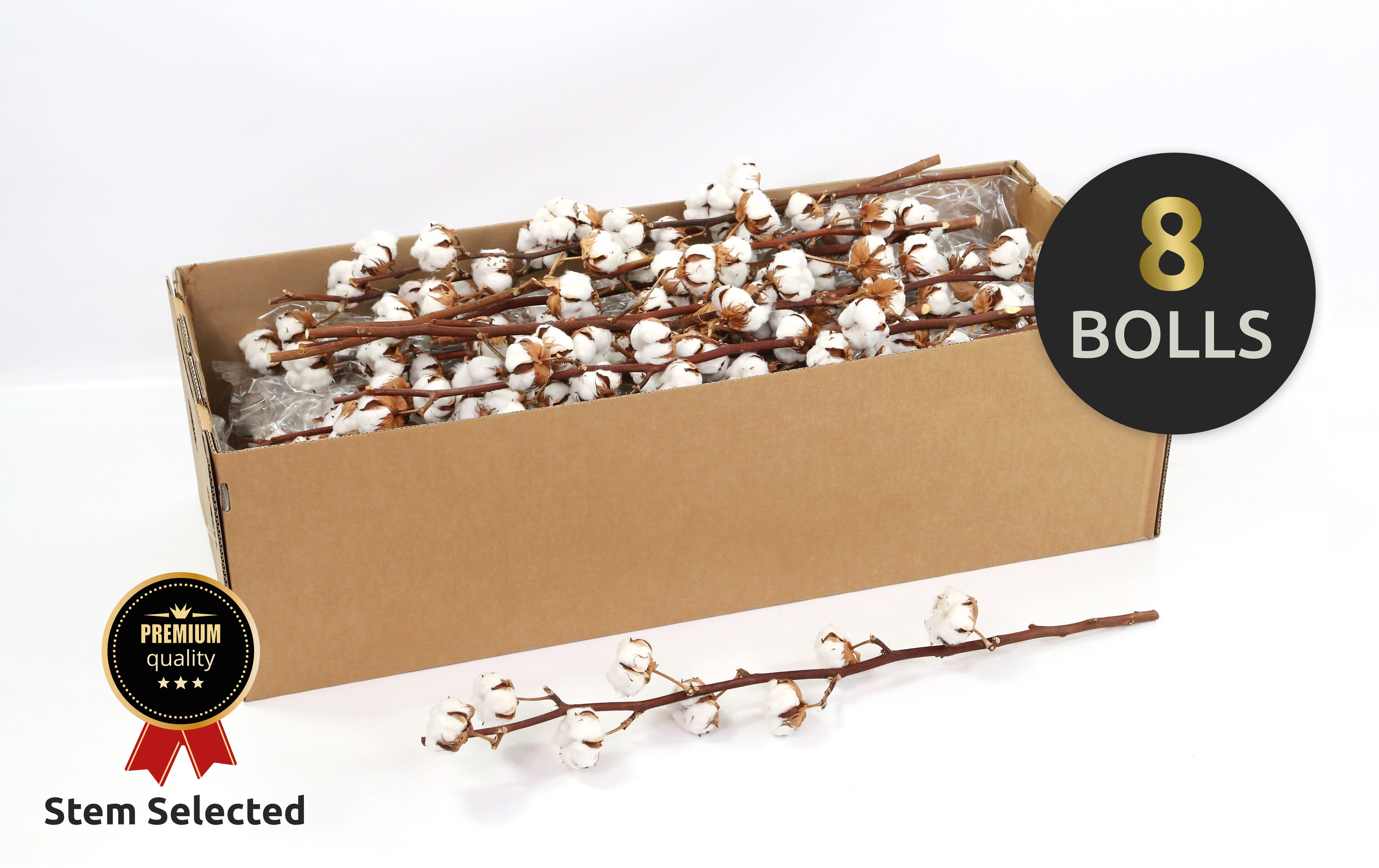 Dried Gossypium (COTTON) 70cm