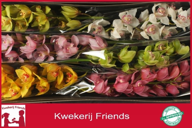 Cymbidium Asst 13bl
