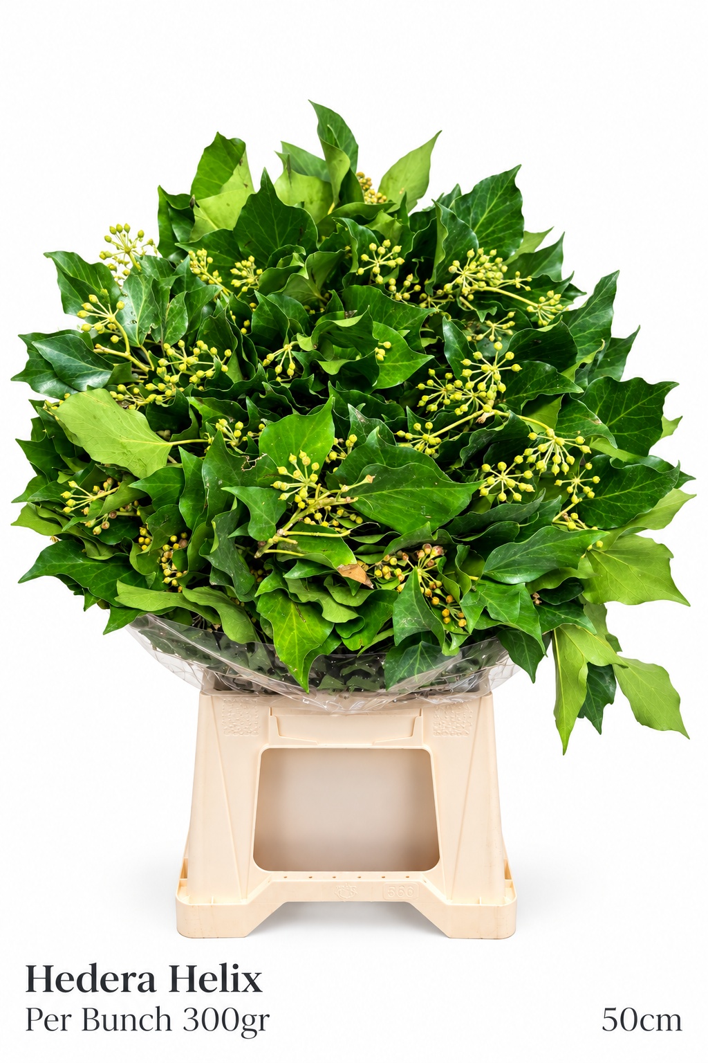 Hedera H Blad 55L.cm 150gram