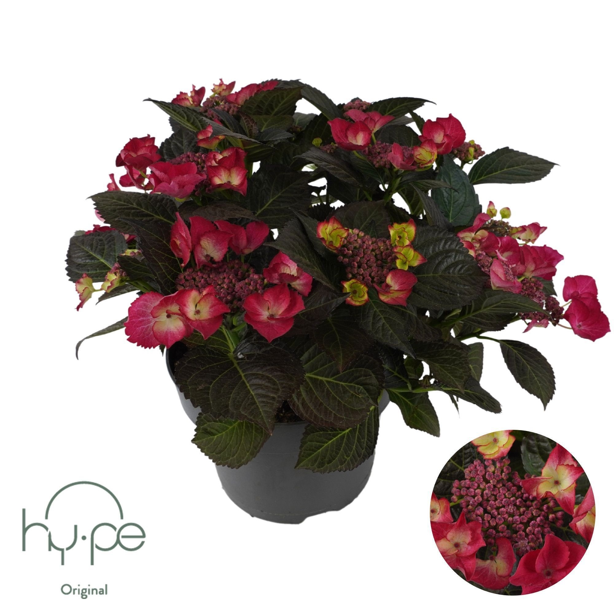 Hydrangea Lacecap Red 7+ | Hy-pe Original