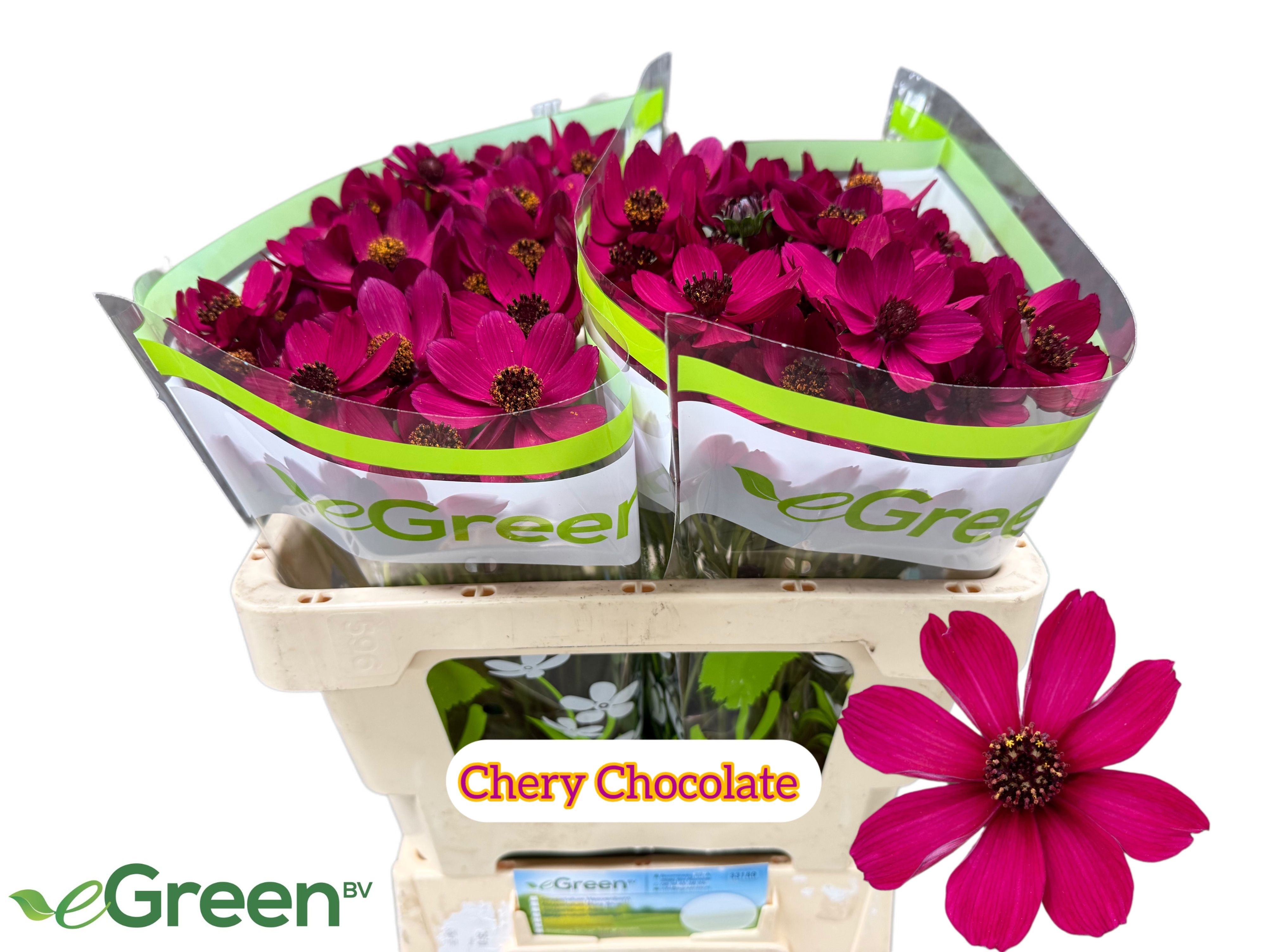 Cosmos Black Beauty 50cm