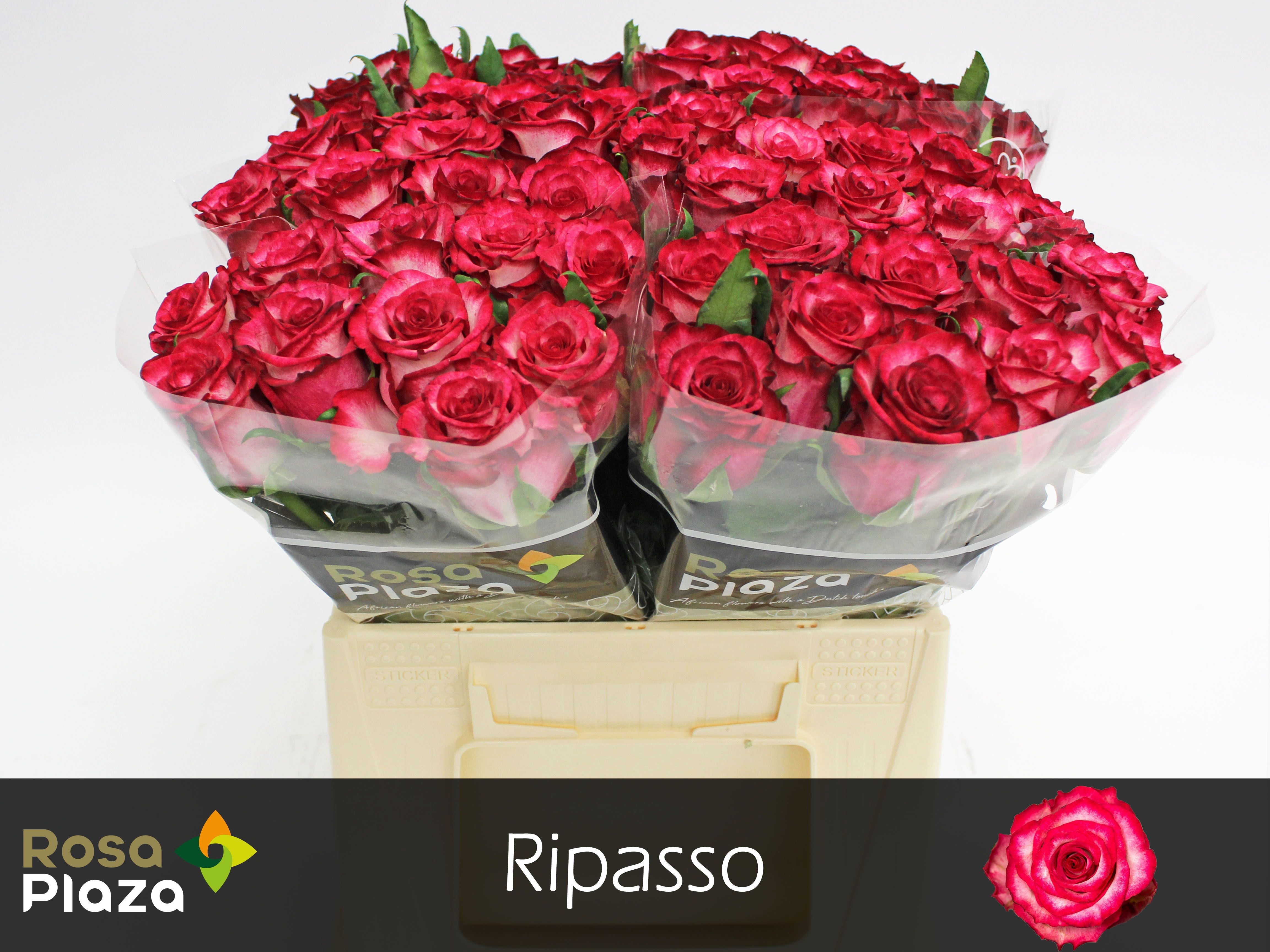 Rosa Ripasso 40cm