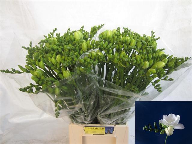 Freesia Double Essence 50cm 26gram