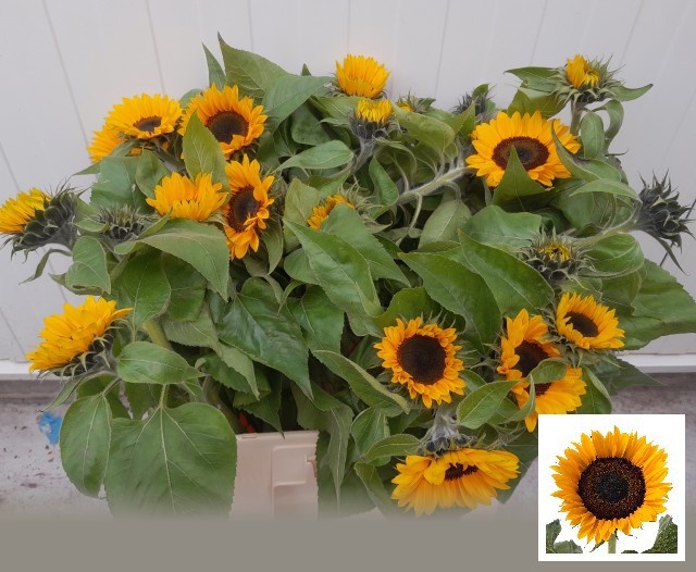 Helianthus Sunrich Or 60cm