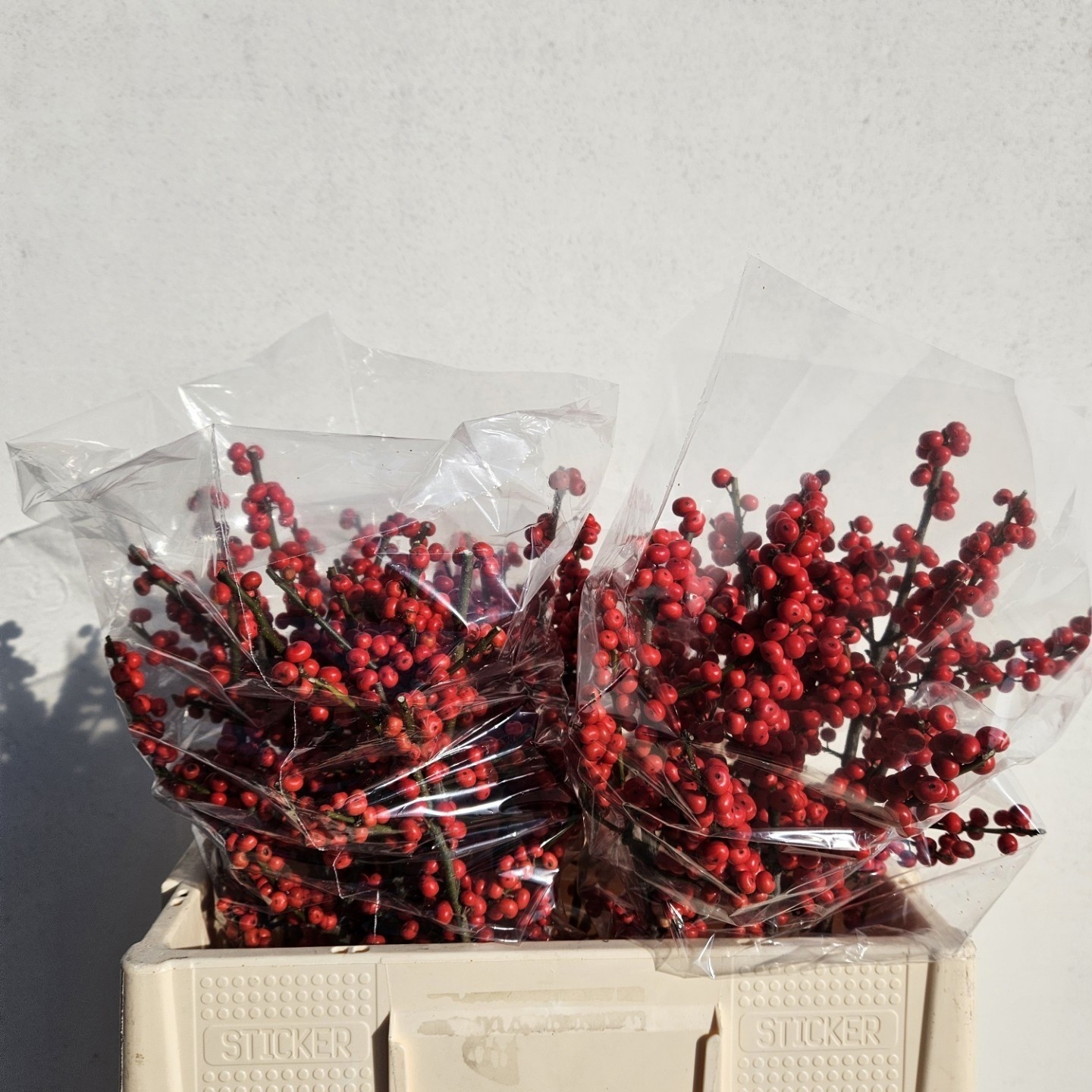 Ilex Verticlilata 50cm