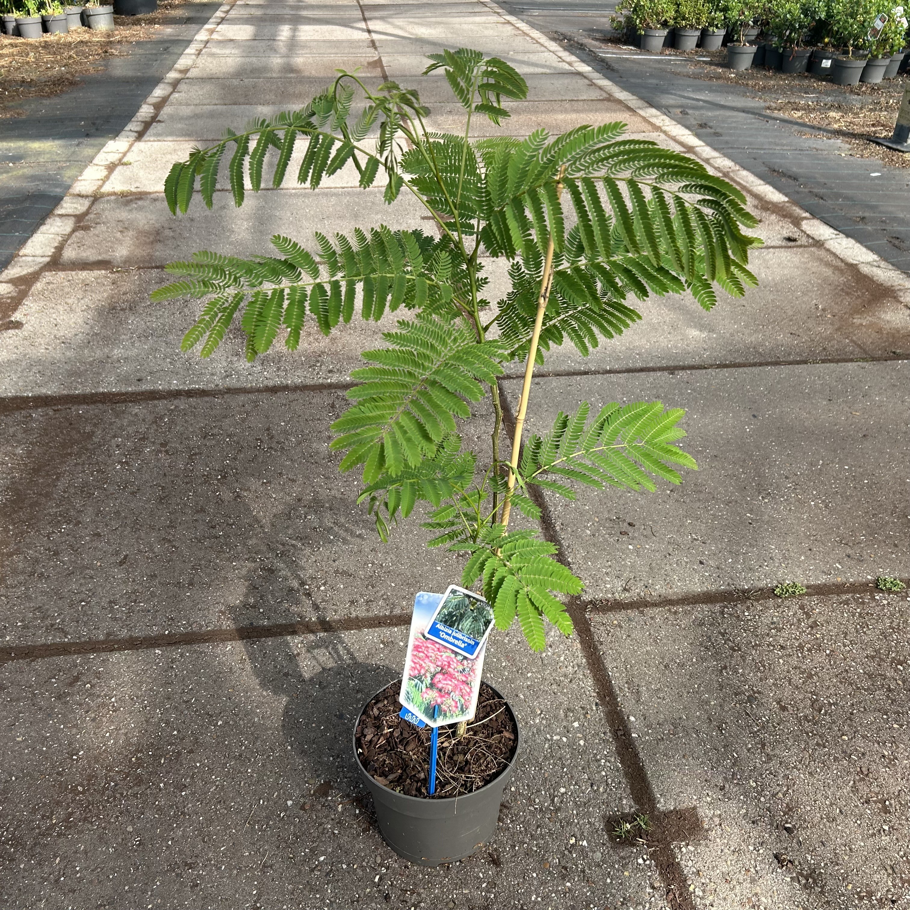 Picture of Albizia julibrissin Ombrella® ('Boubri'PBR)